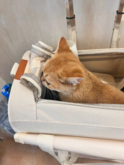 Pet Trolley
