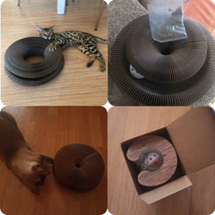 Magic Organ Cat Toy Scratcher
