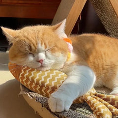 Teeth Grinding Catnip Fish Toy